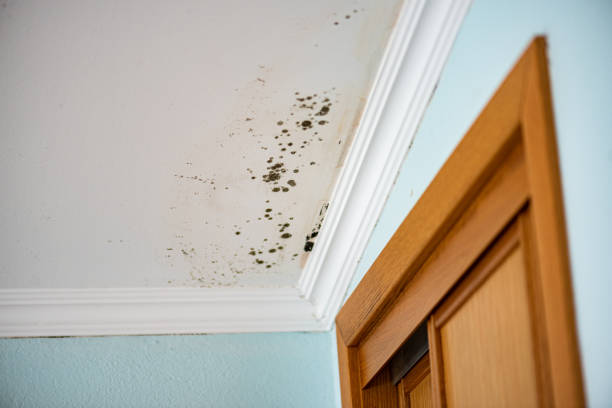 Best Certified Mold Removal  in Bellevue, IA