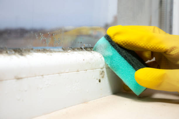Best Fast Mold Removal  in Bellevue, IA