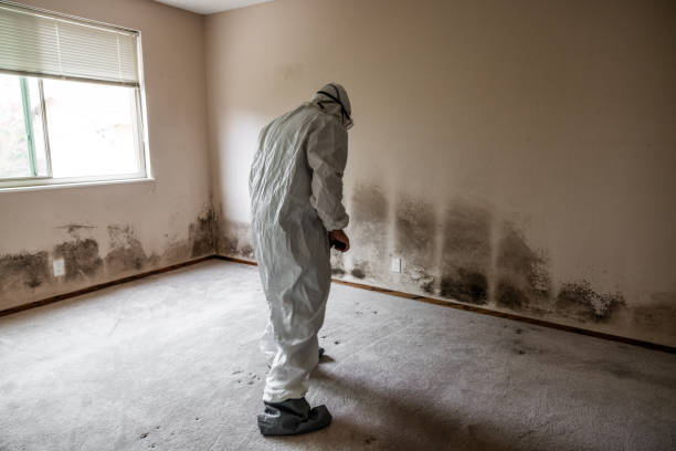 Best Commercial Mold Removal  in Bellevue, IA