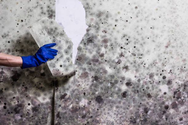  Bellevue, IA Mold Removal Pros