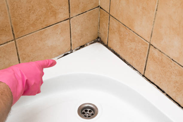 Best Certified Mold Removal  in Bellevue, IA